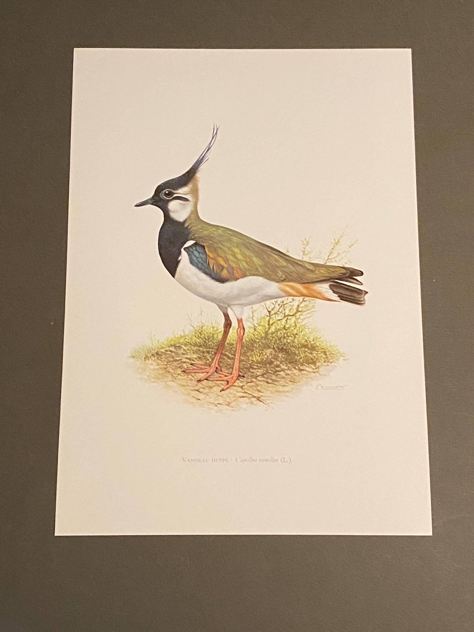 Plate / Old ornithological illustration – Crested lapwing (bird)