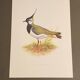Plate / Old ornithological illustration – Crested lapwing (bird)