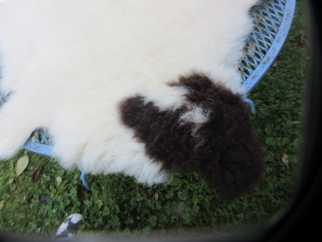 Sheepskin