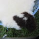 Sheepskin