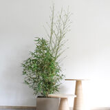 Pair of coffee tables