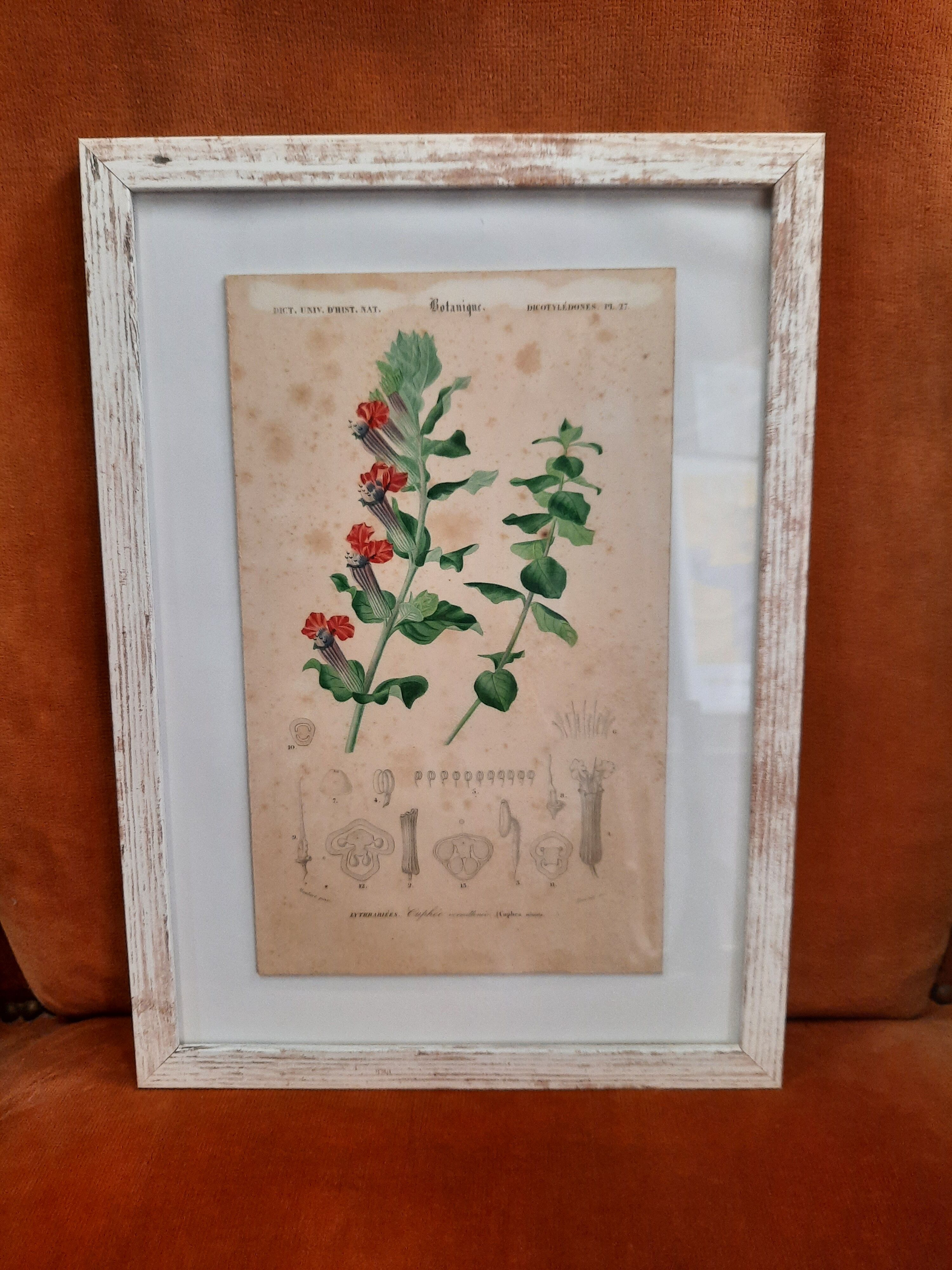 Framed old botanical board