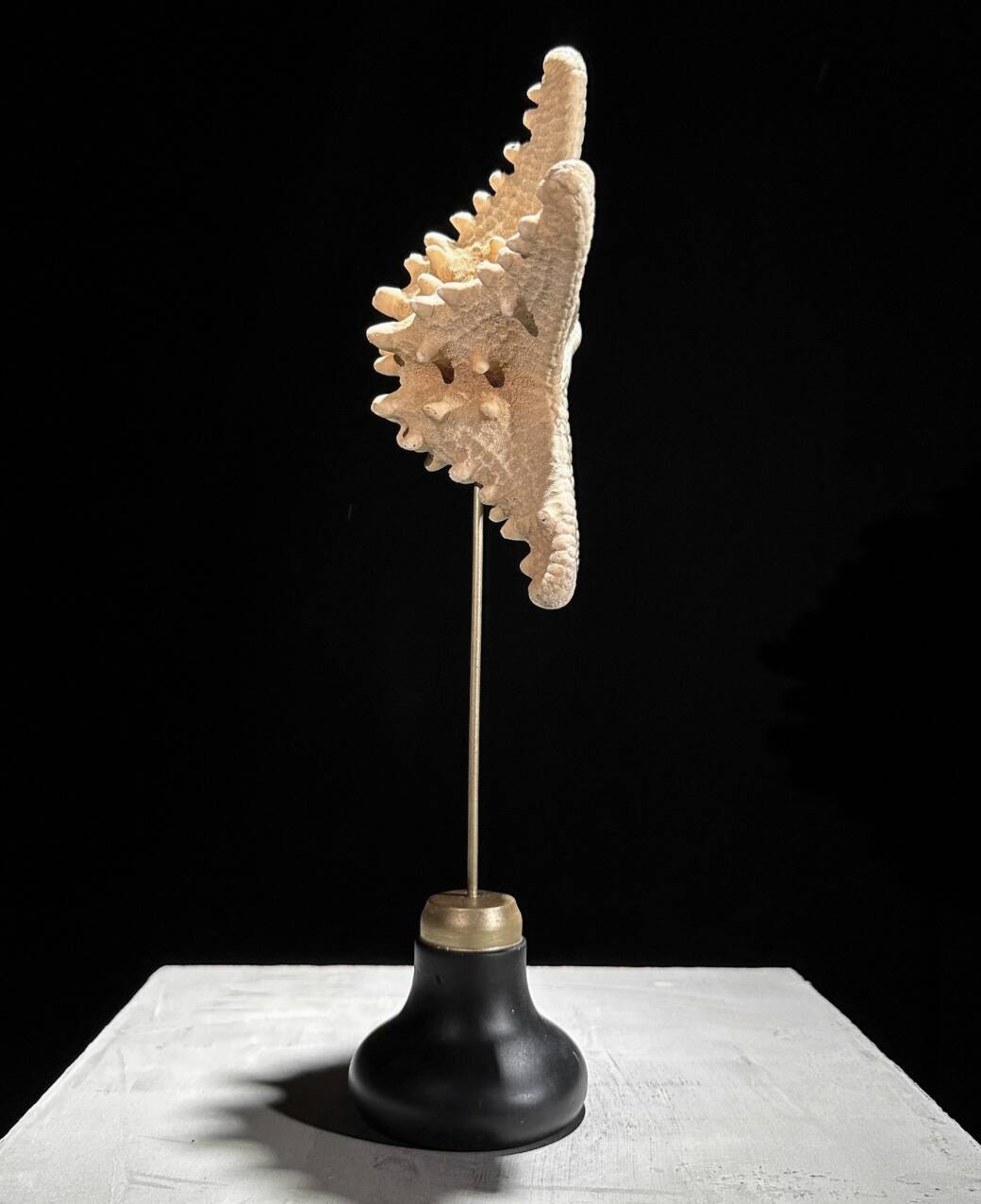 Starfish Protoreaster nodosus on a base