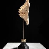 Protoreaster nodosus starfish on base