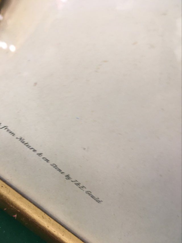 Ornithological board "Trogon collaris" J-E Gould