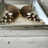 Stuffed butterfly in metal frame