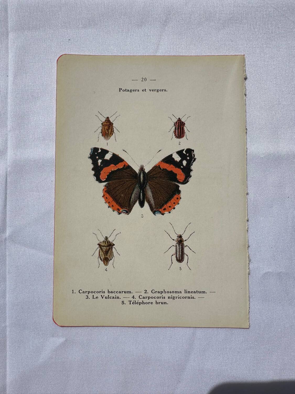 Gravure papillon ancienne planche botanique naturaliste double face
