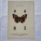 Gravure papillon ancienne planche botanique naturaliste double face