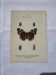 Old butterfly engraving, double-sided naturalist botanical plate.