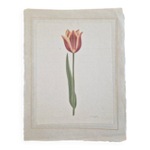 Dessin à l'aquarelle sur soie - Tulipe - La Roche Laffitte (Né en 1943)