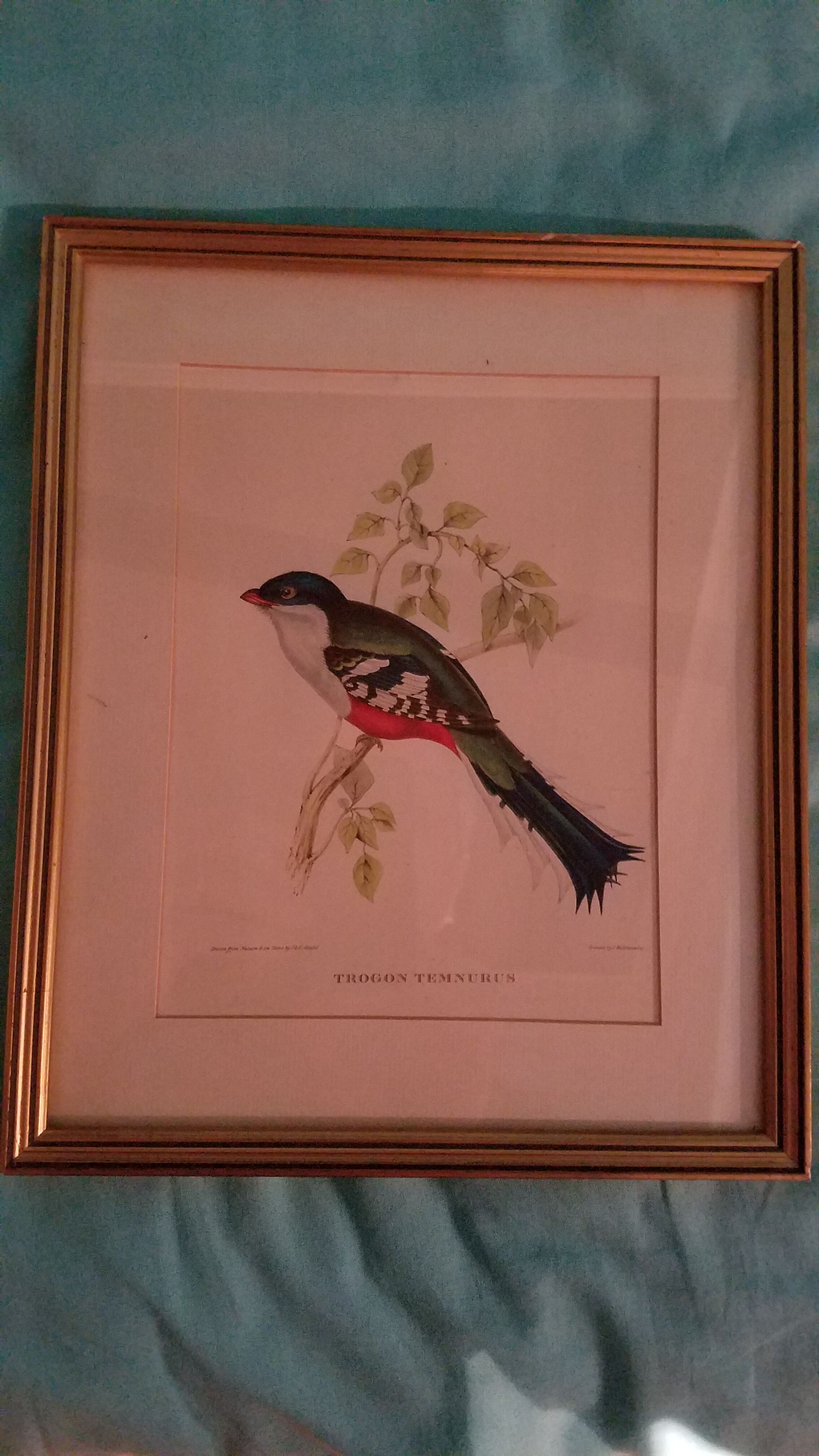 Ensemble de 7 lithographies ornithologiques encadrées