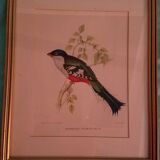Set of 7 framed ornithological lithographs
