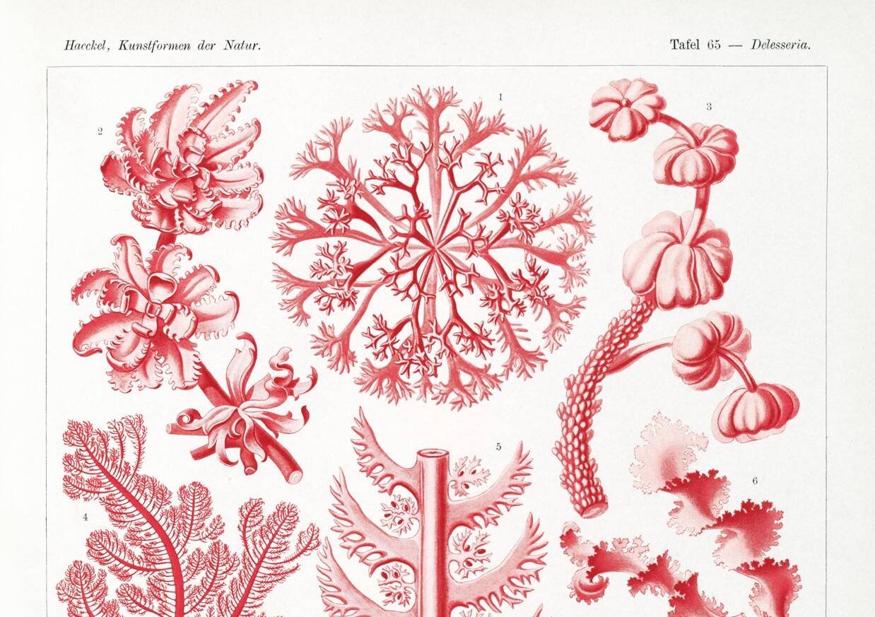Poster about red algae, based on an old lithograph from 1904.