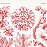 Poster about red algae, based on an old lithograph from 1904.