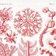 Poster about red algae, based on an old lithograph from 1904.