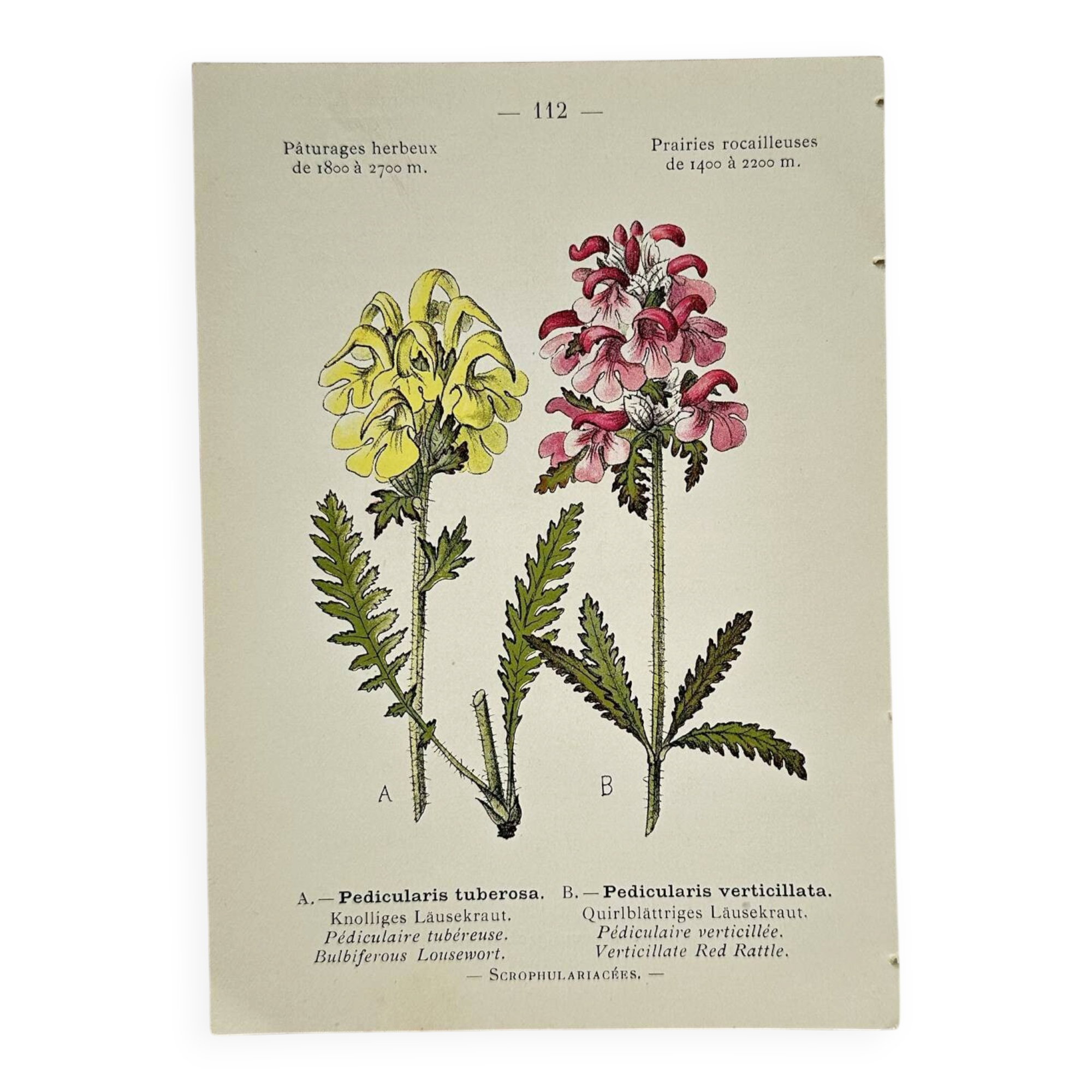 Antique botanical plate hand-coloured – 19th-century decoration