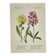 Antique botanical plate hand-coloured – 19th-century decoration