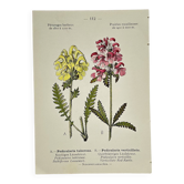 Antique botanical plate hand-coloured – 19th-century decoration