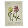 Antique botanical plate hand-coloured – 19th-century decoration