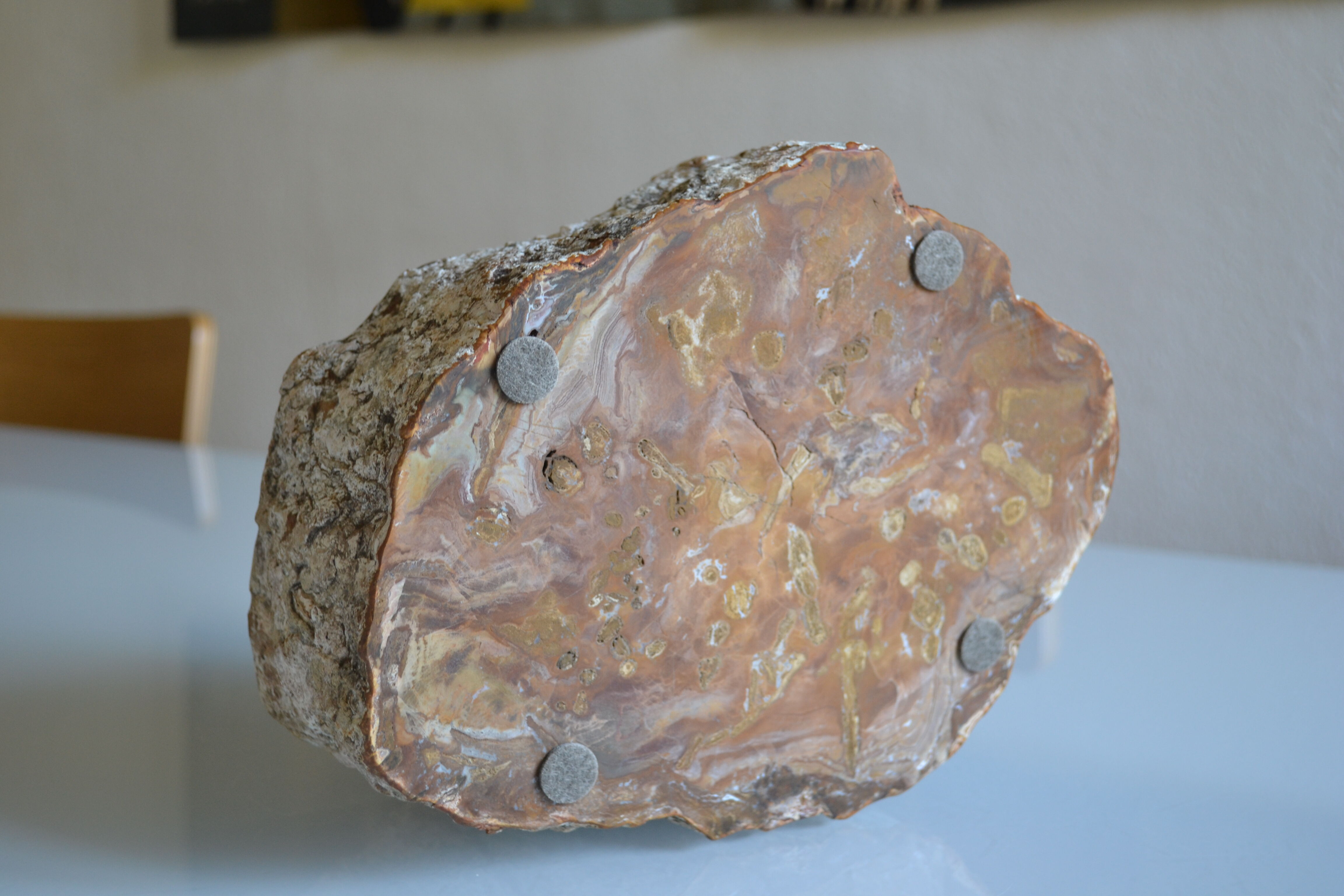 Empty pocket or ashtray in fossilized wood