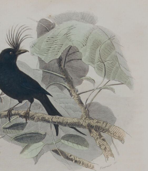 Lithography engraving vintage exotic birds