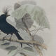 Lithography engraving vintage exotic birds