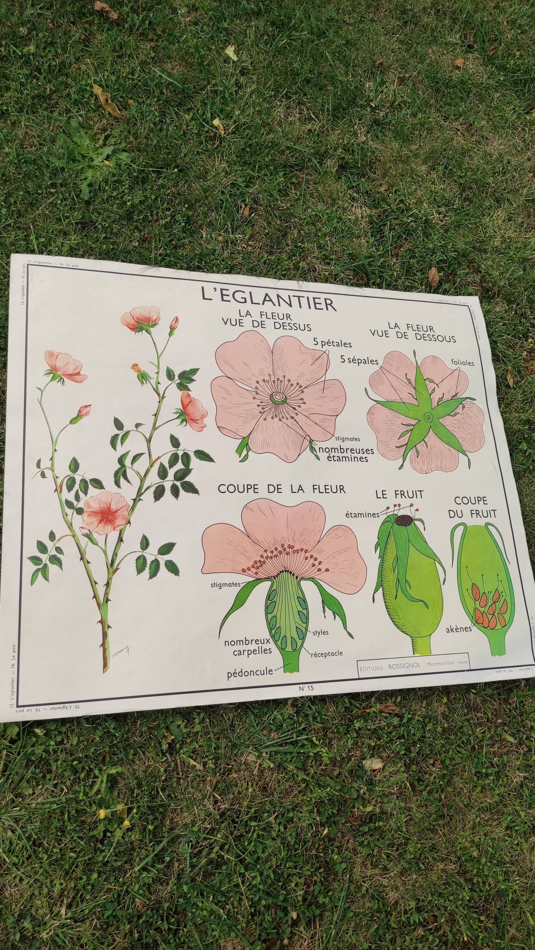 Botanical school poster Montmorillon 15 & 16