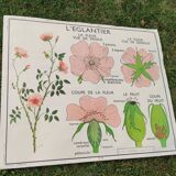 Botanical school poster Montmorillon 15 & 16