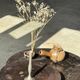Brown petrified wood coffee table from Indonesia with a double circular top.