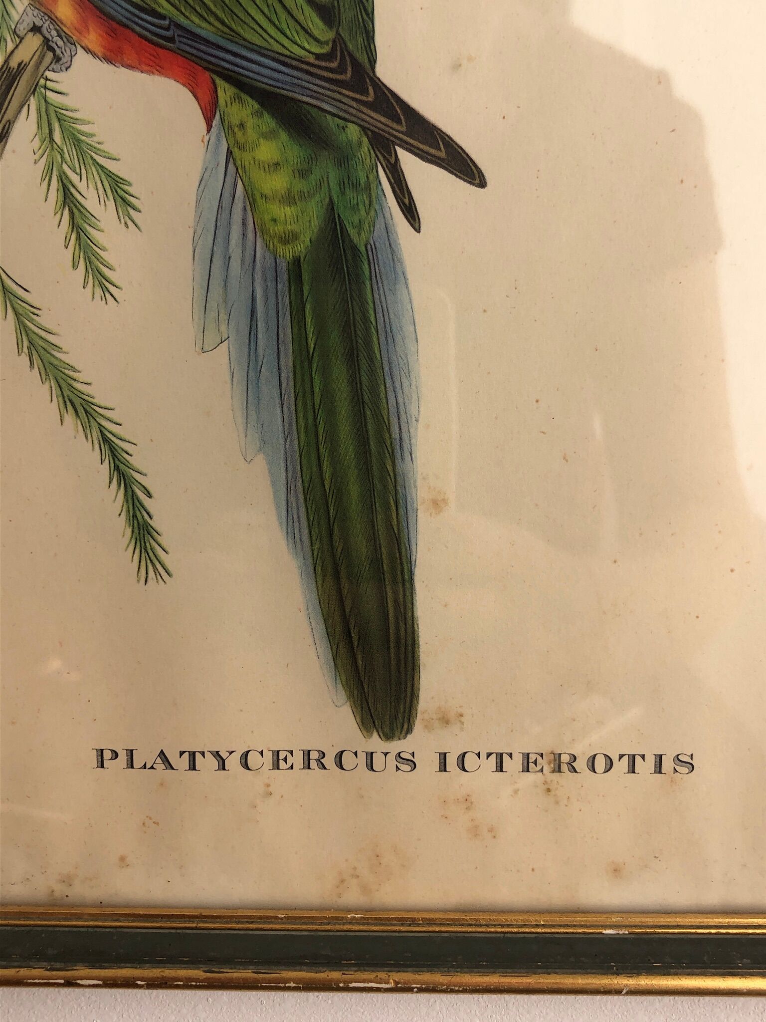 « Platycercus Icterotis » ornithological board  - J&L Gould