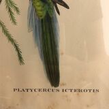 « Platycercus Icterotis » ornithological board  - J&L Gould
