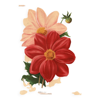 Gravure Botanique 1911 - Dahlias par J.Guillot - Fleur planche litho floral