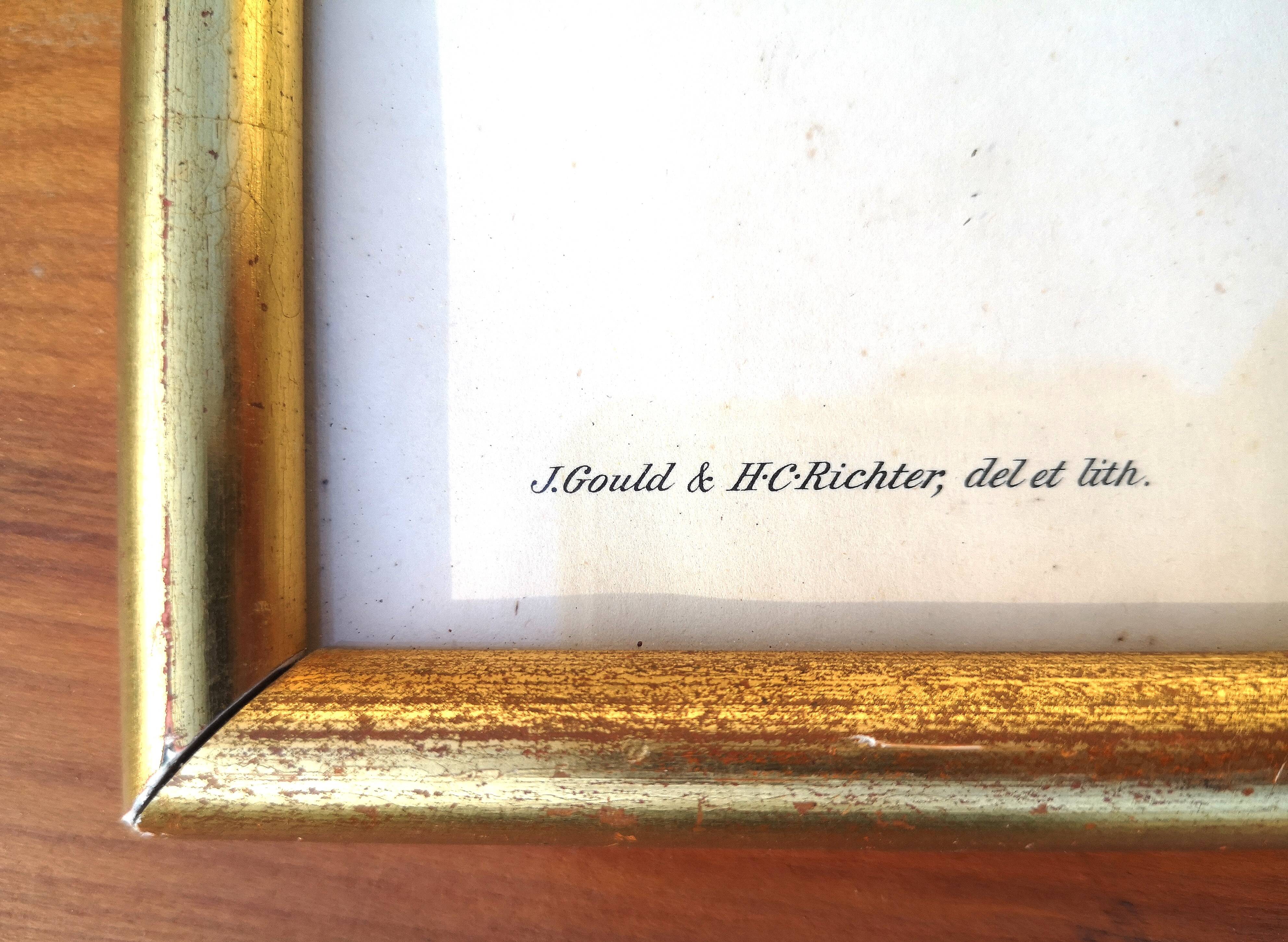 Framed lithograph by J. Gould and HC Richter