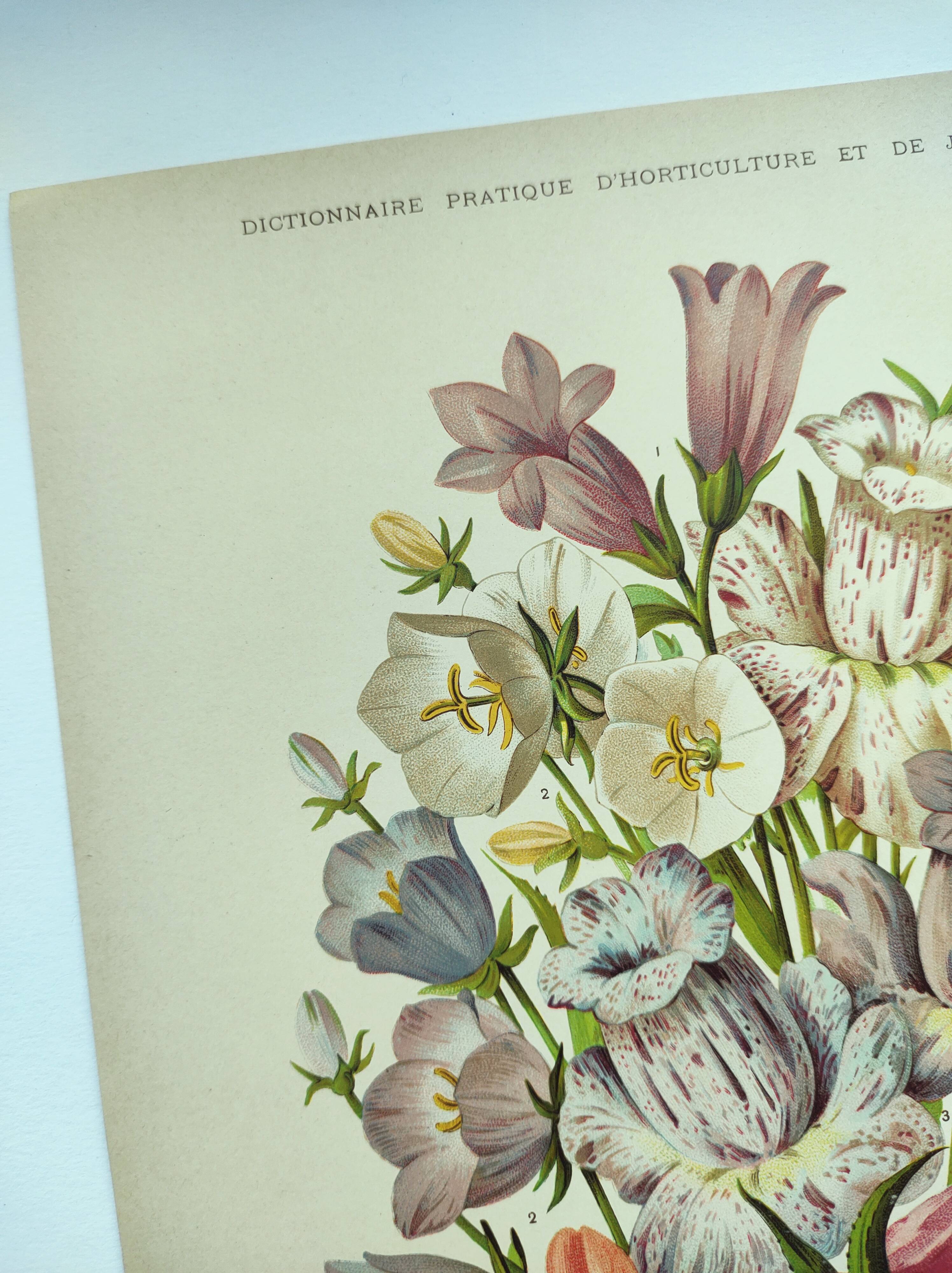 Lithographie botanique de 1897 - Campanule - Planche originale . Gravure ancienne florale de jardin