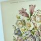 Lithographie botanique de 1897 - Campanule - Planche originale . Gravure ancienne florale de jardin