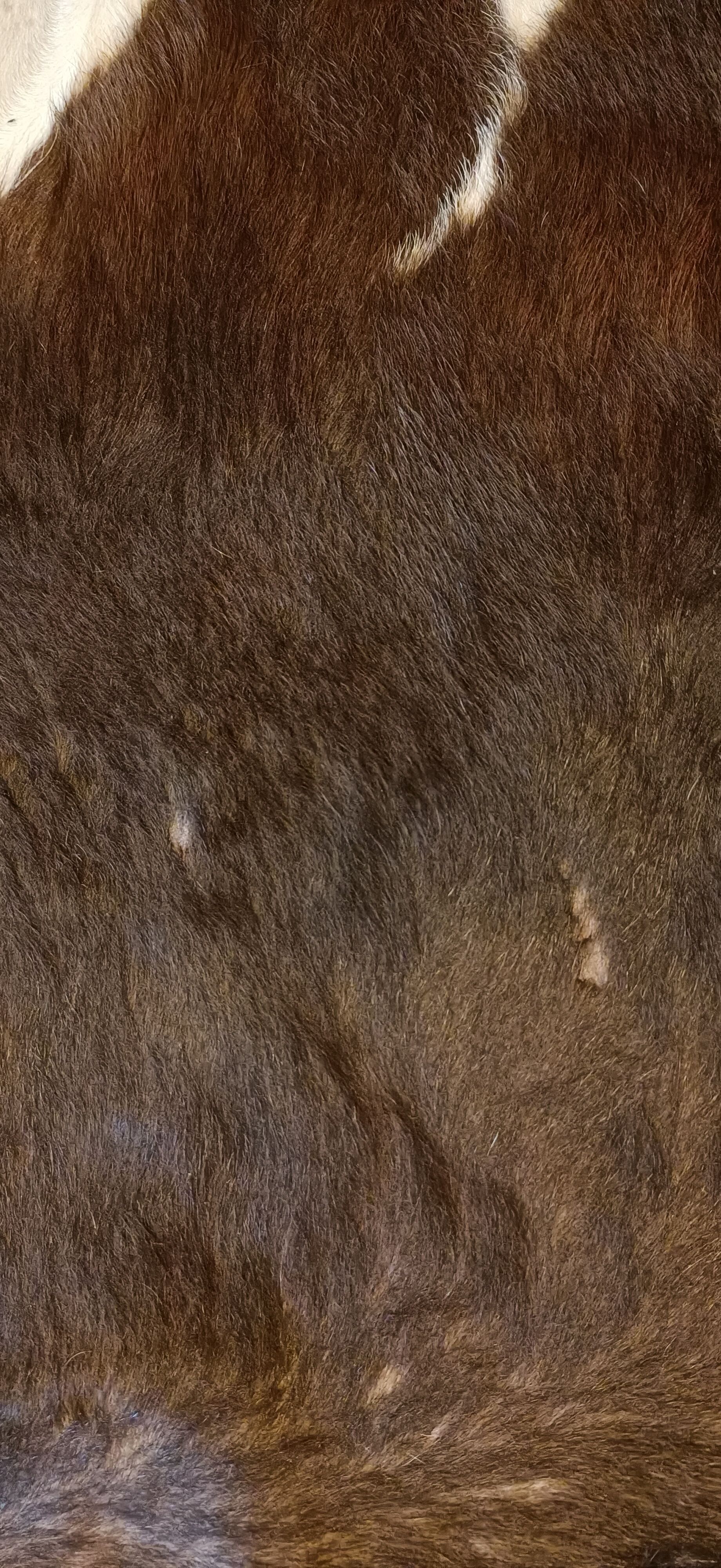 Vintage cow skin carpet, 140 cm x146 cm