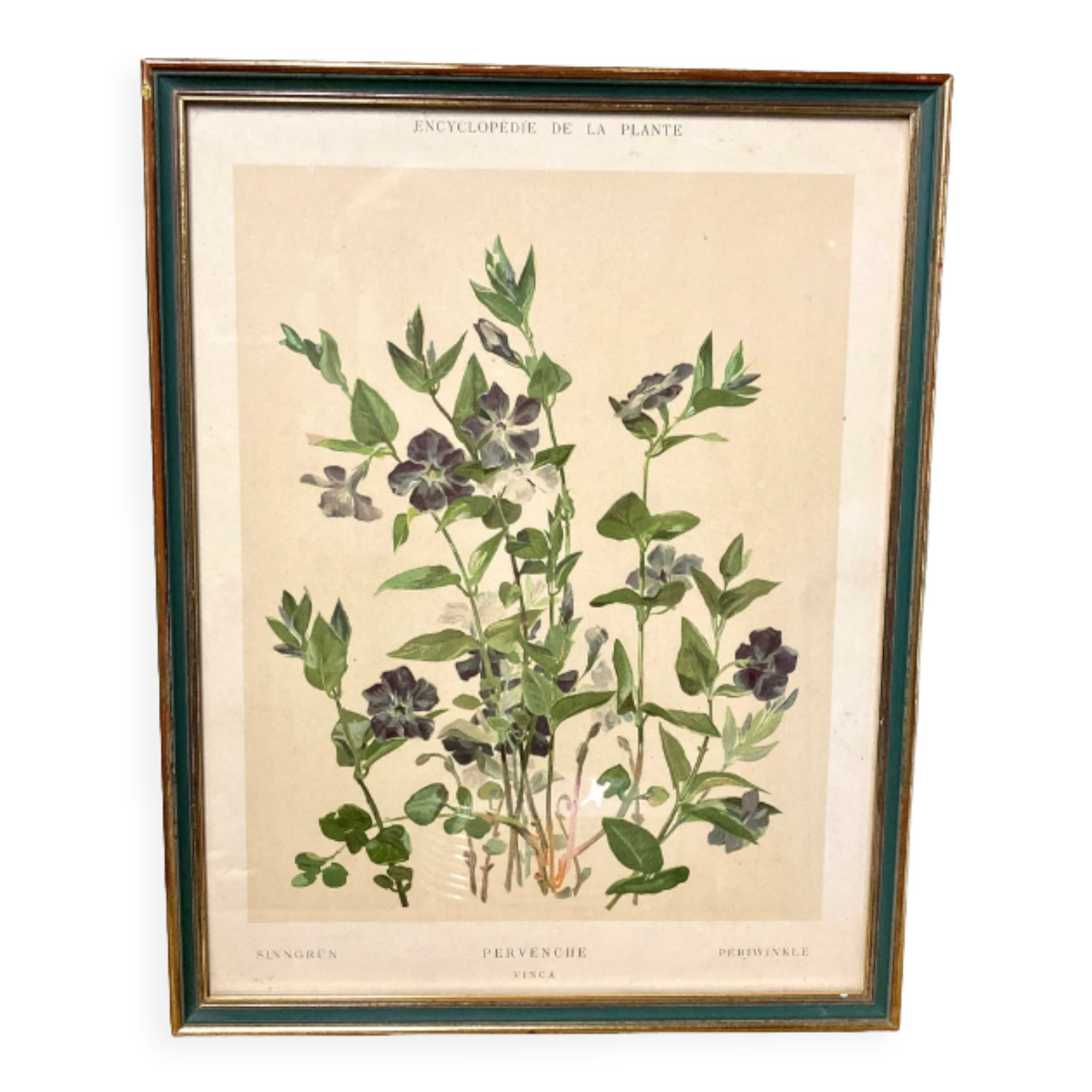 Framed encyclopedia botanical plate