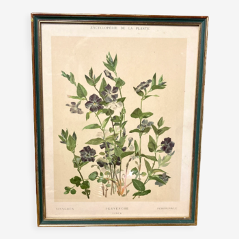 Framed encyclopedia botanical plate