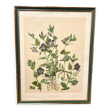 Framed encyclopedia botanical plate