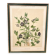 Framed encyclopedia botanical plate