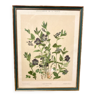 Framed encyclopedia botanical plate