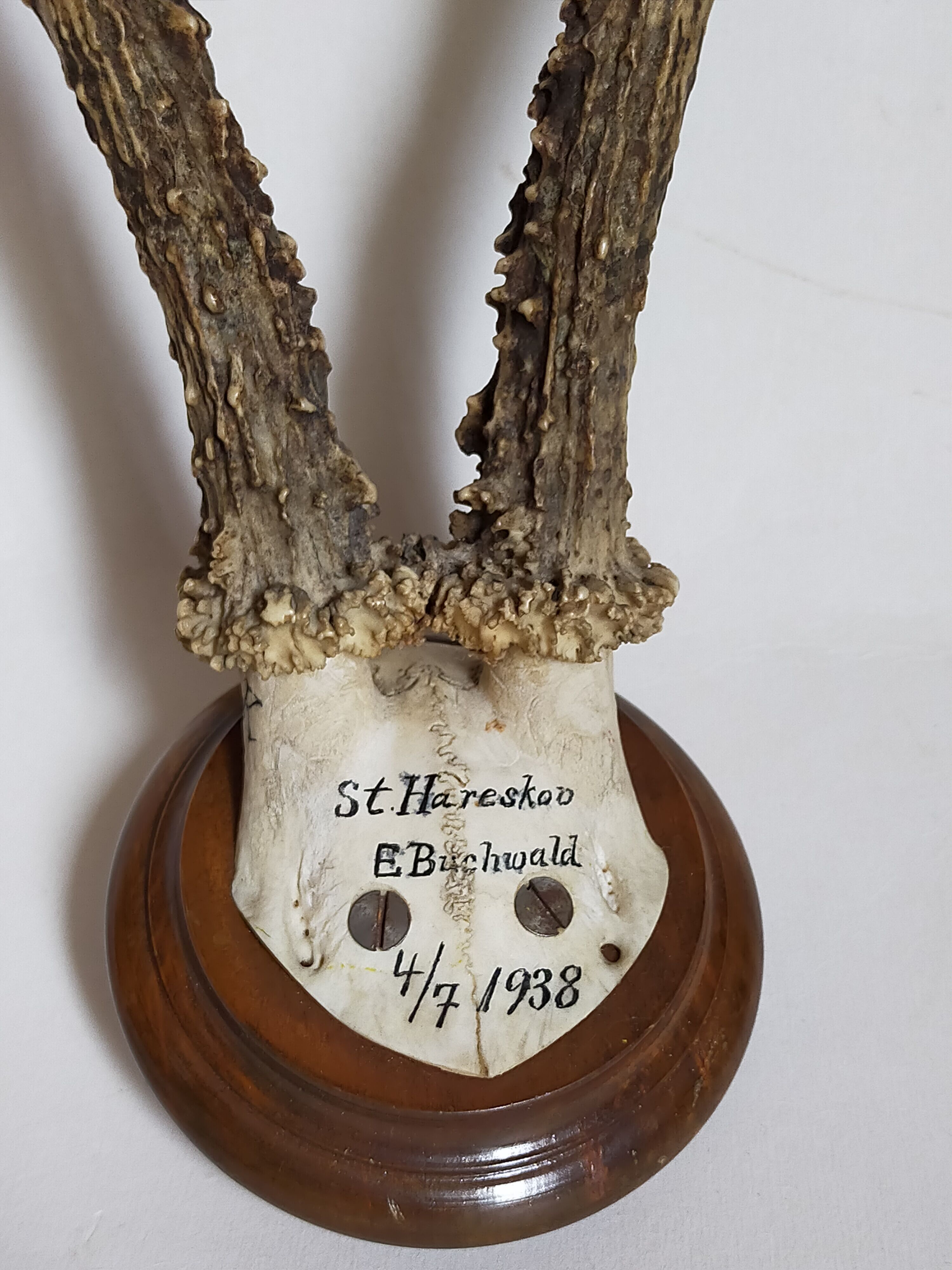 Scandinavian hunting trophy old 30 years