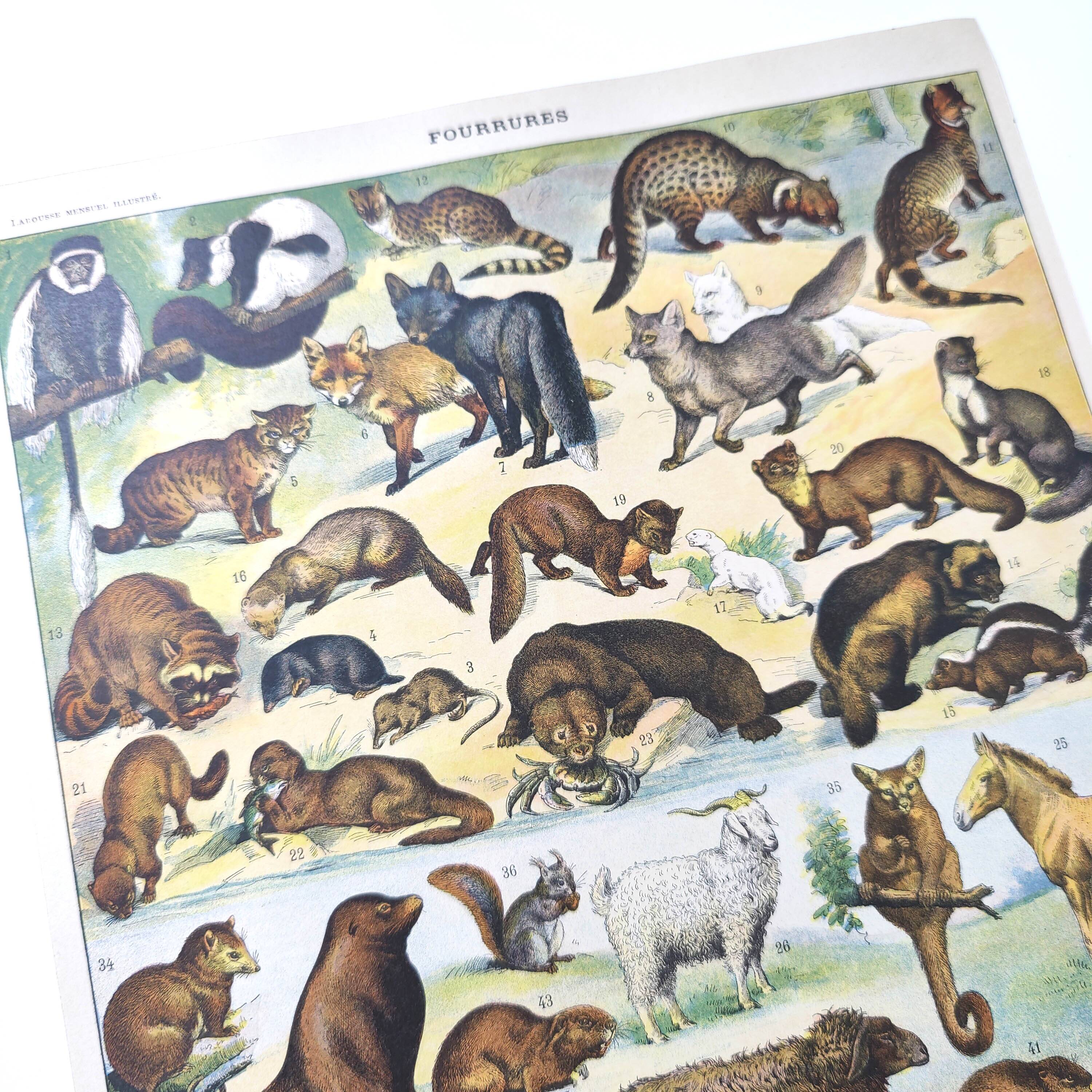 Lot of two lithographs on jungle animal furs 1900