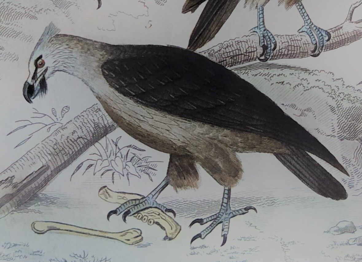 Original Ornithological Plate "Osprey - Fraxine - &c..." Buffon 1836