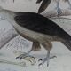Original Ornithological Plate "Osprey - Fraxine - &c..." Buffon 1836