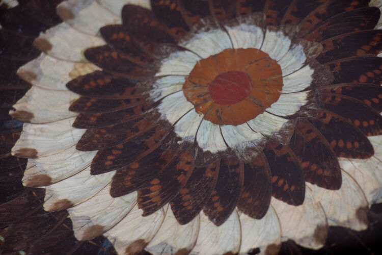Collage en ailes de papillons xxl