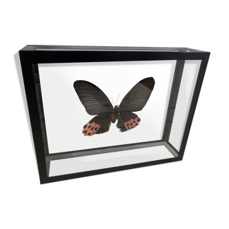 Cadre papillon en verre