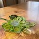 Vintage green Murano glass bowl