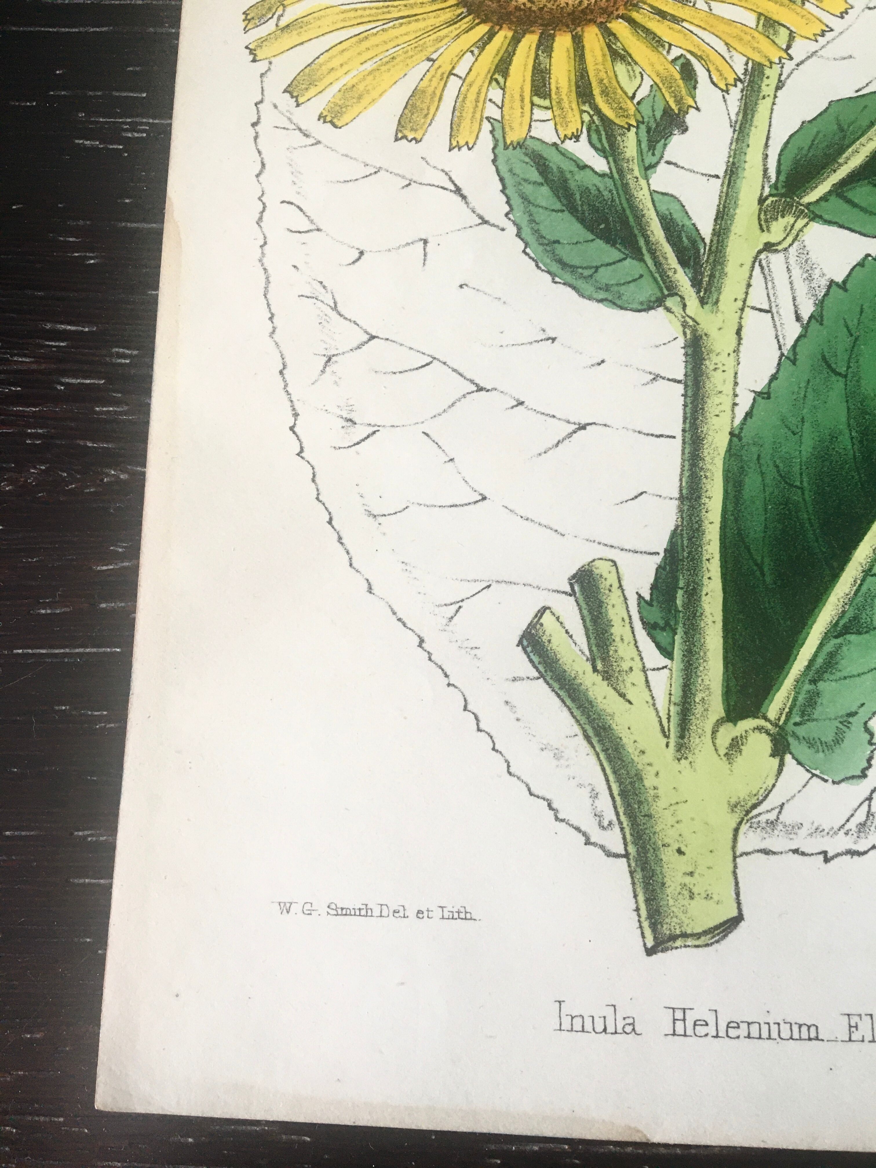 English botanical board duo, Ed 1878