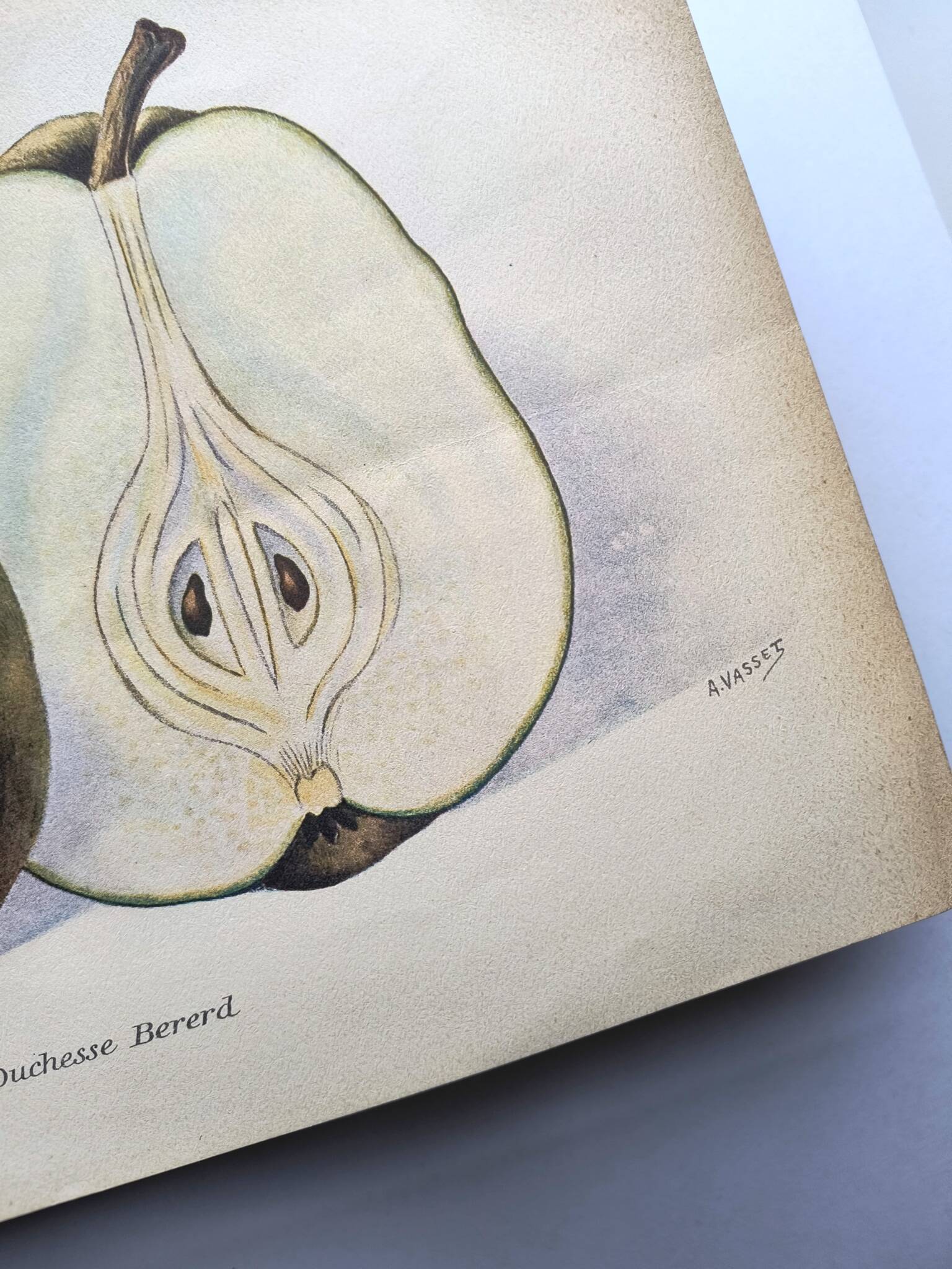 Antique botanical engraving from 1922 by A.Vasset • Duchess pear • fruit